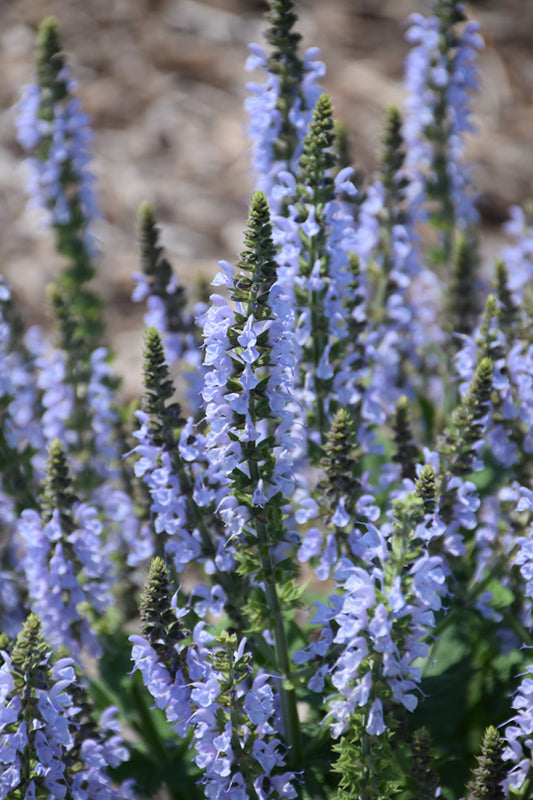 Blue Sage - 4" Sustainably Harvested